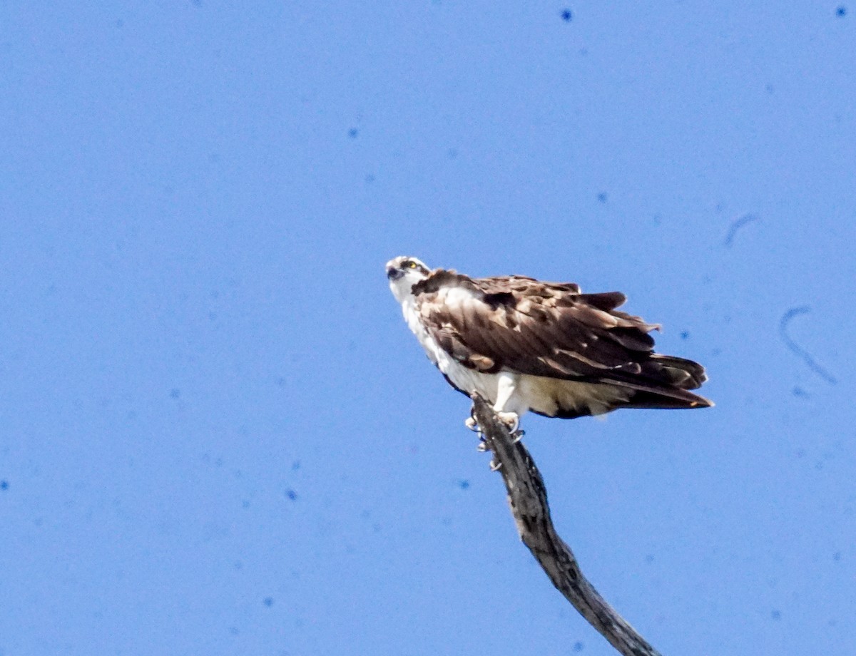 Osprey - ML642846702