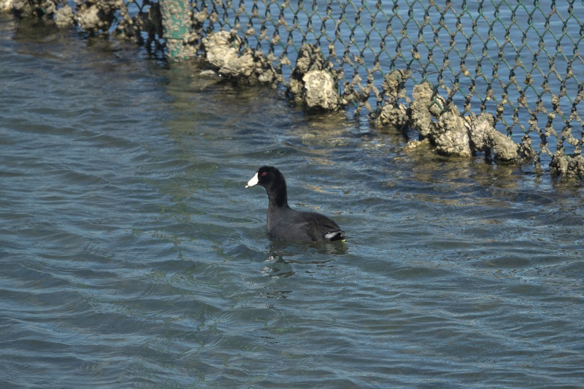 American Coot - ML642846705