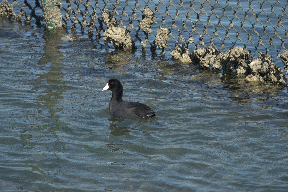 American Coot - ML642846707