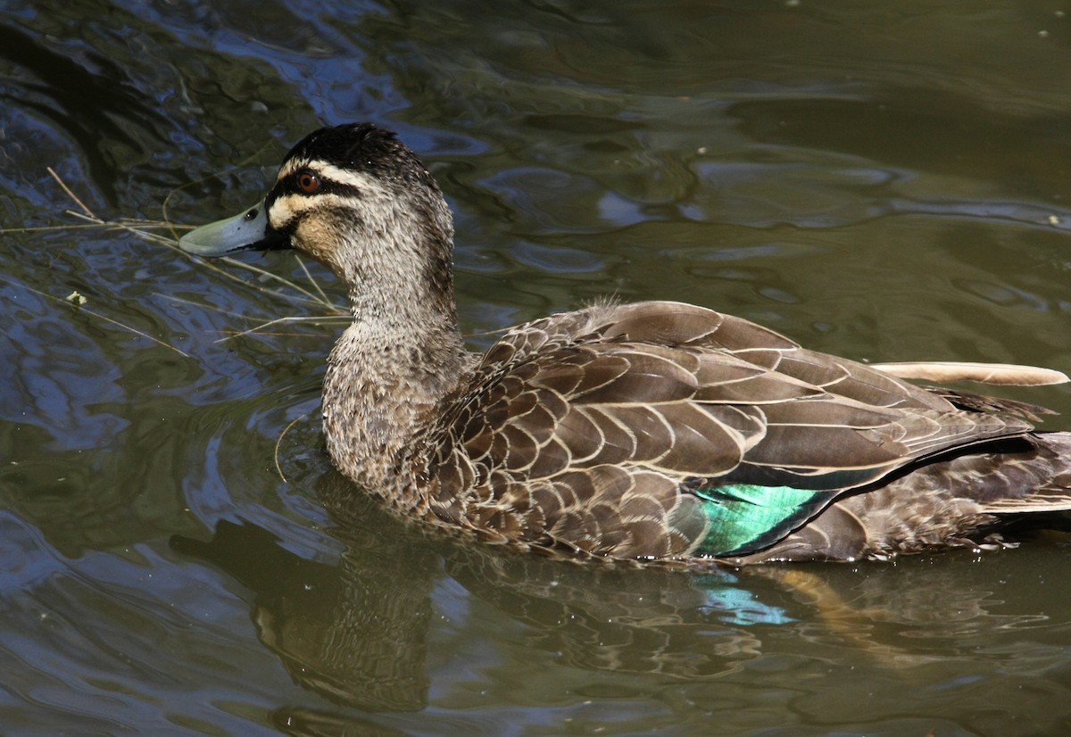 Pacific Black Duck - ML642846709