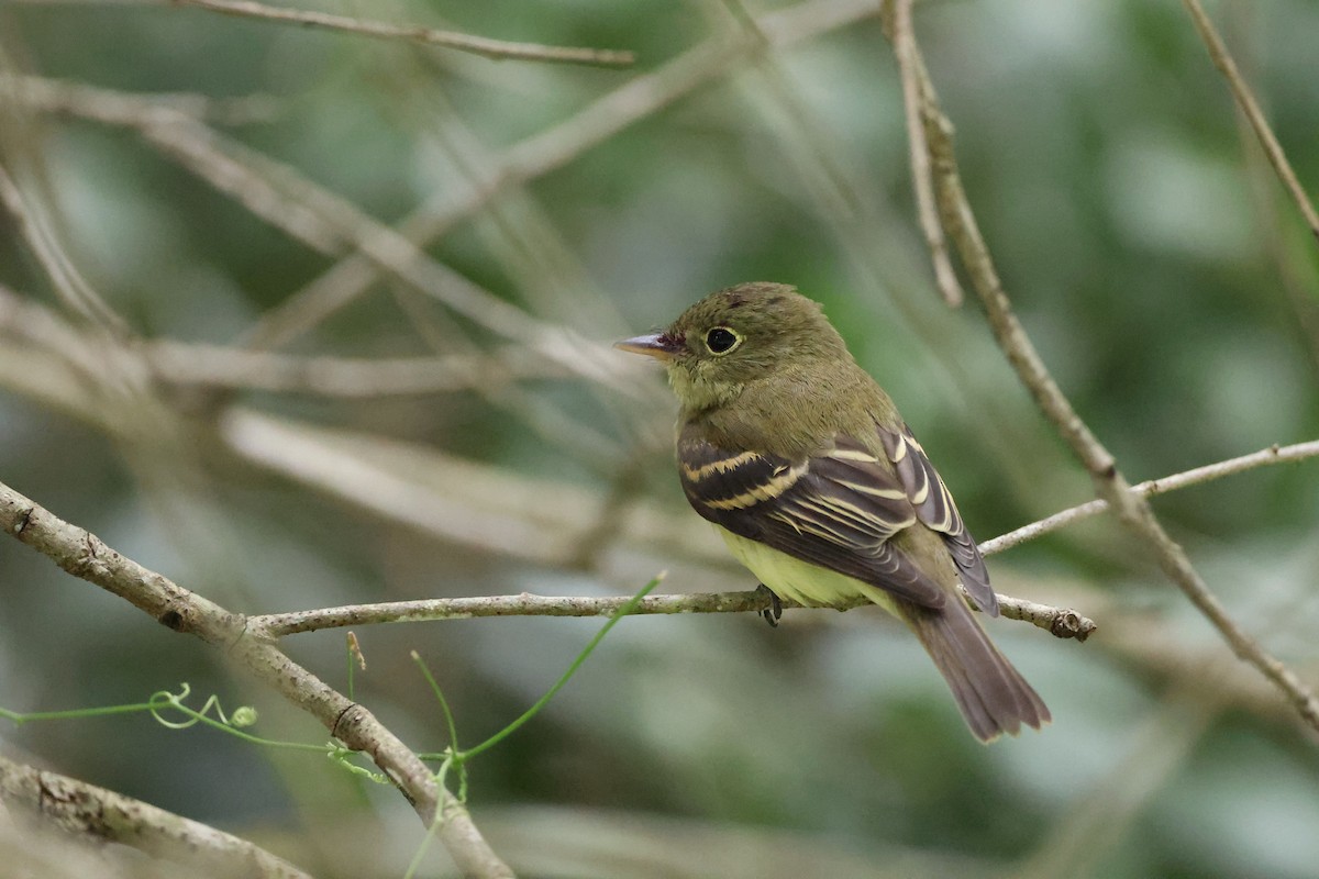 Acadian Flycatcher - ML642846710