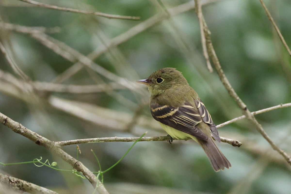 Acadian Flycatcher - ML642846711