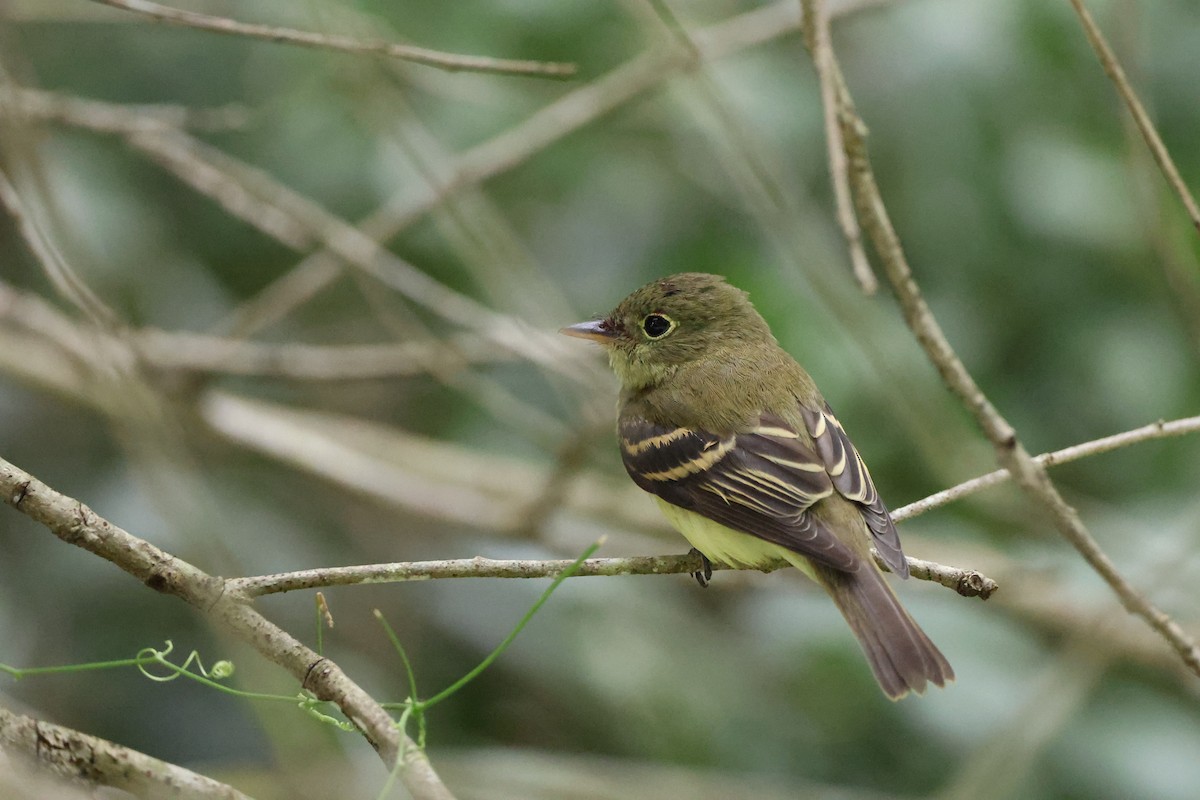 Acadian Flycatcher - ML642846712