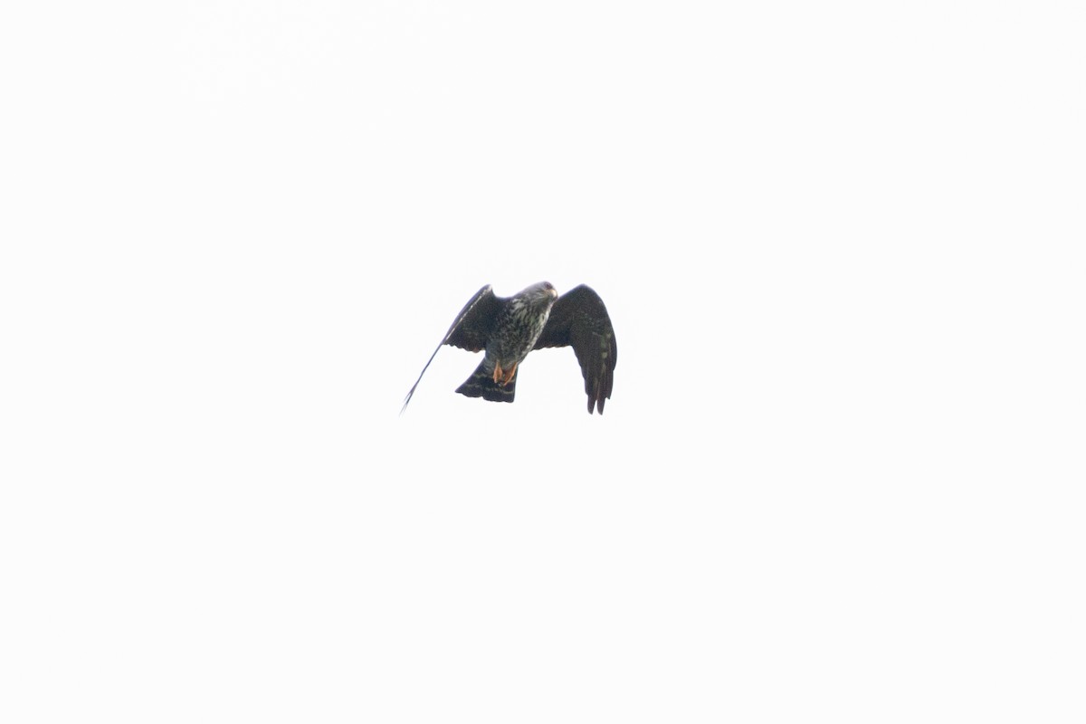 Plumbeous Kite - ML642846718