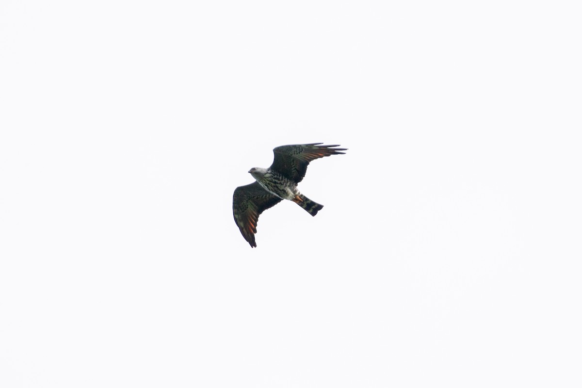Plumbeous Kite - ML642846720