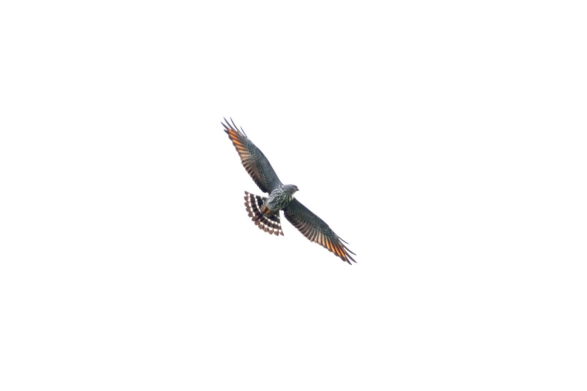 Plumbeous Kite - ML642846721