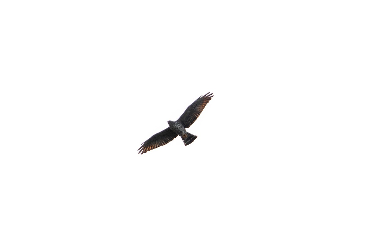 Kurşuni Çaylak - ML642846729