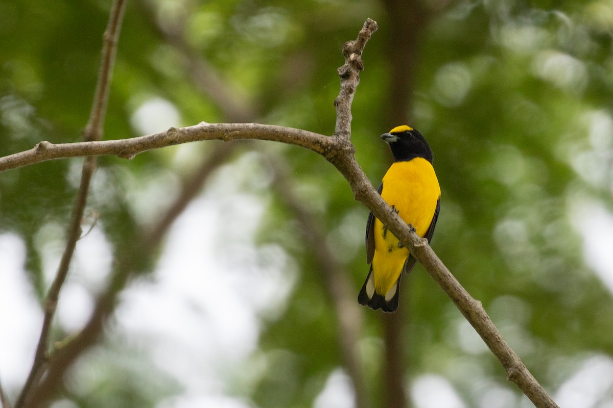 Scrub Euphonia - ML642846757
