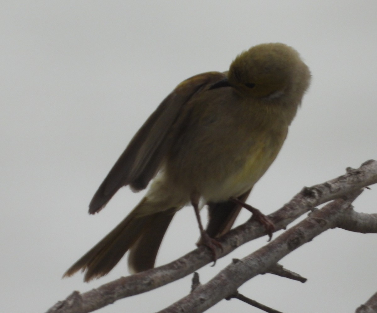 White-plumed Honeyeater - ML642846759
