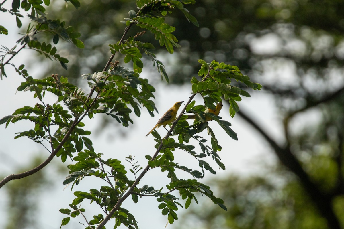 Spot-breasted Oriole - ML642846770