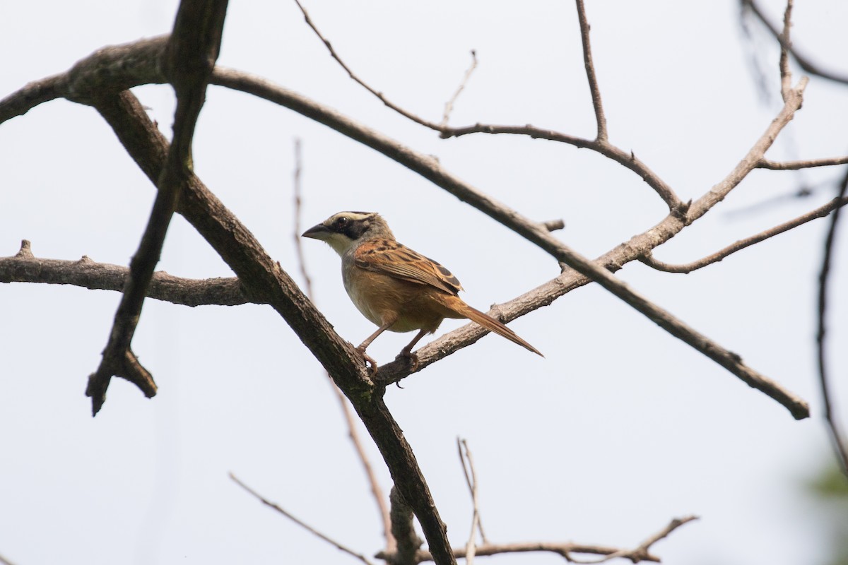 Stripe-headed Sparrow - ML642846773