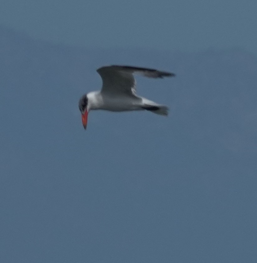 Caspian Tern - ML642846774