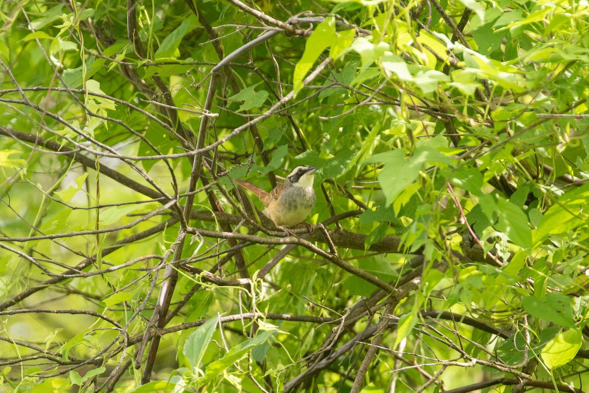 Stripe-headed Sparrow - ML642846775