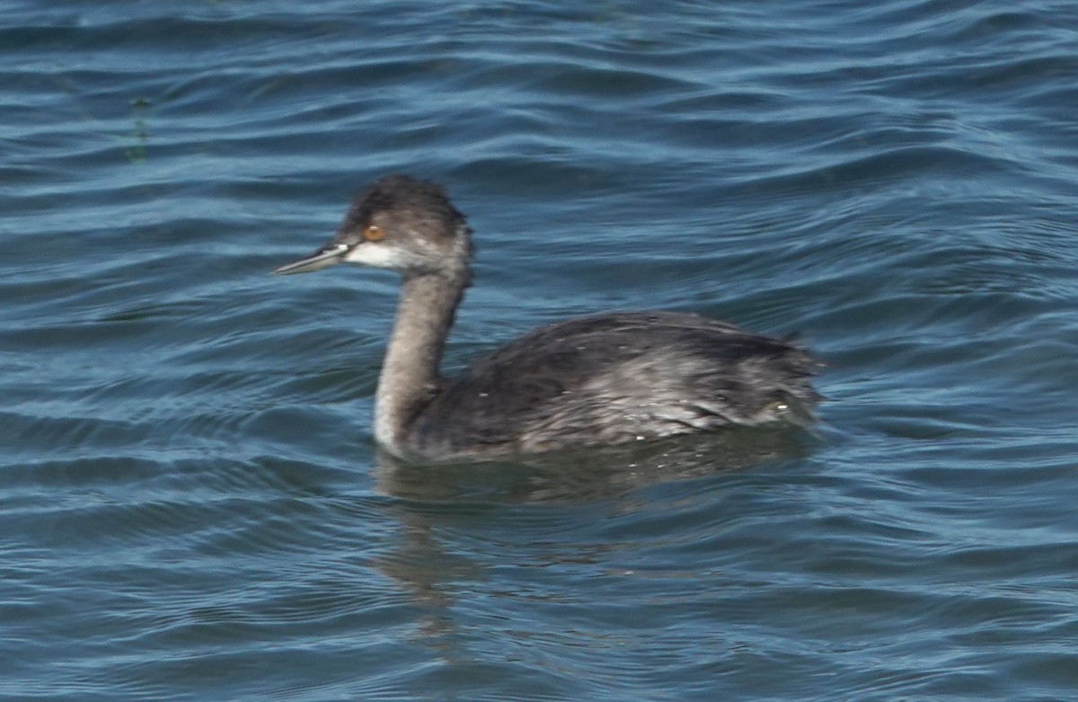 Eared Grebe - ML642846779