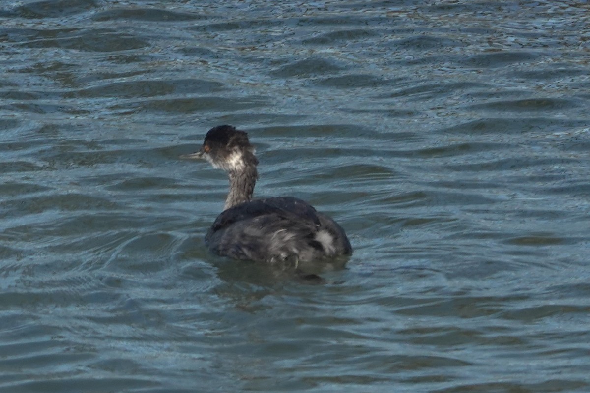 Eared Grebe - ML642846780