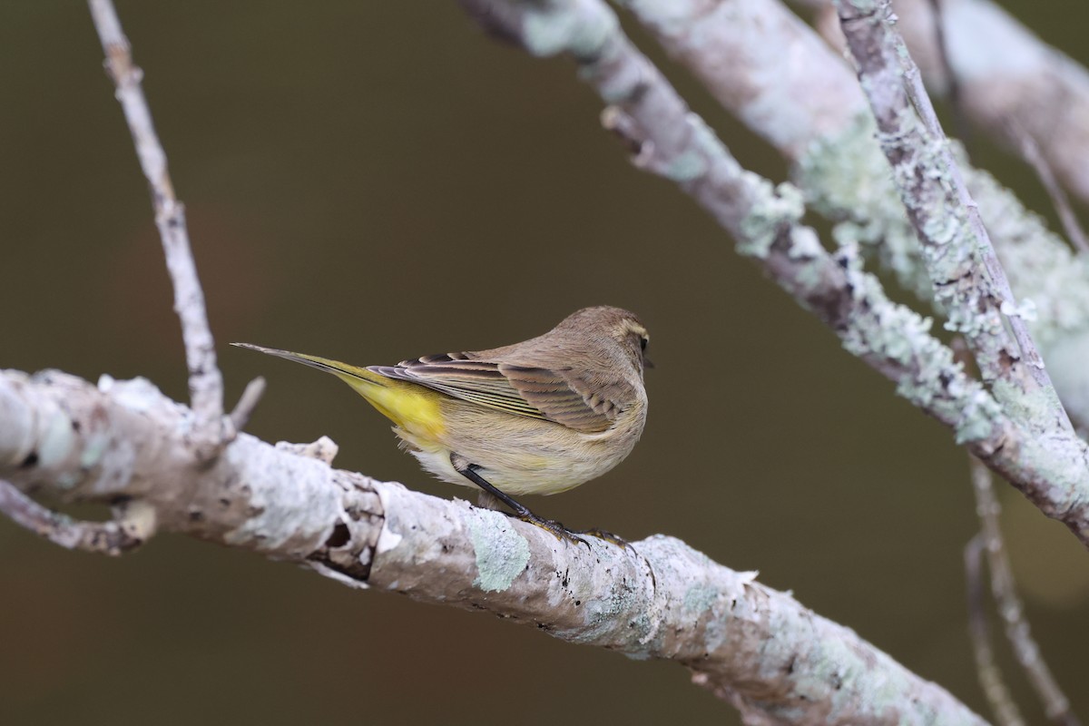 Palm Warbler (Yellow) - ML642846789