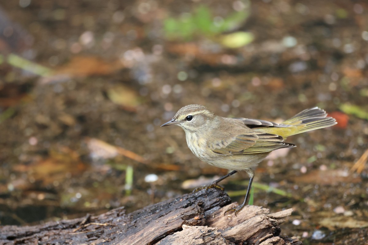 Palm Warbler (Yellow) - ML642846790