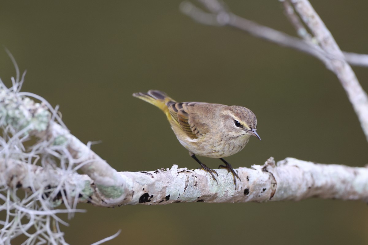 Palm Warbler (Yellow) - ML642846791