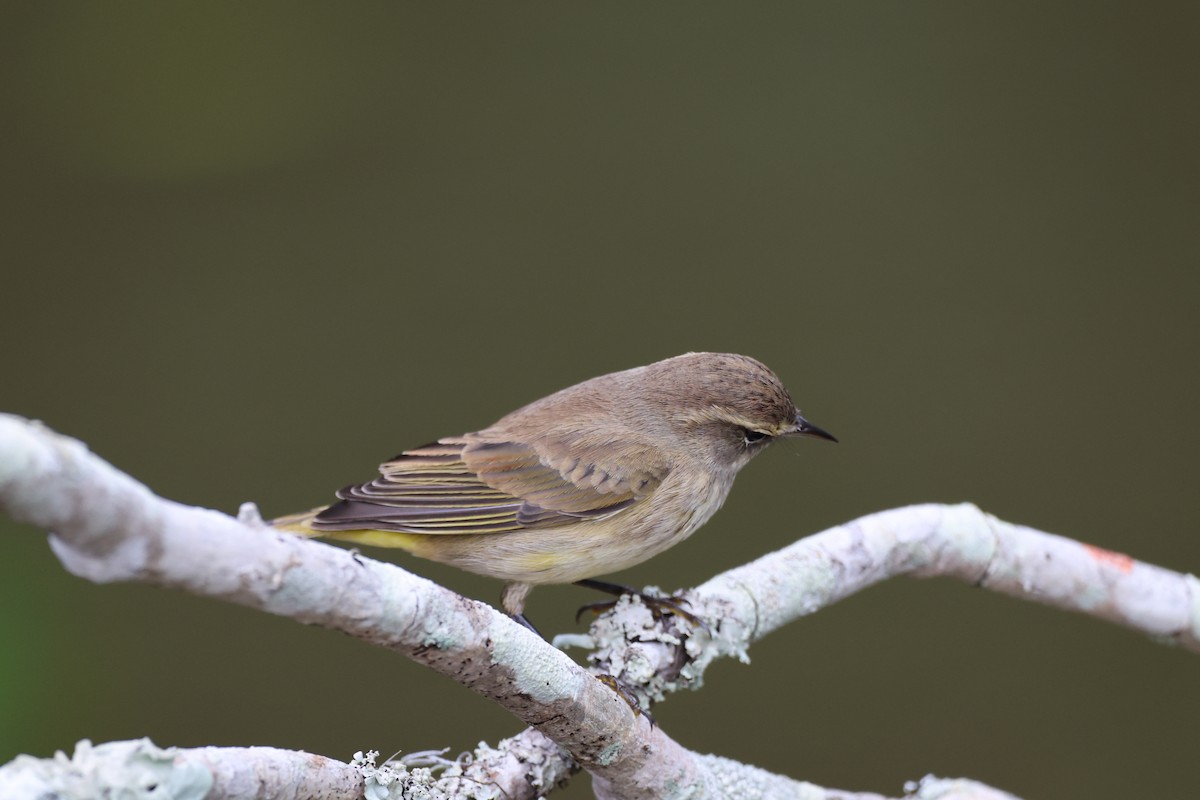 Palm Warbler (Yellow) - ML642846792