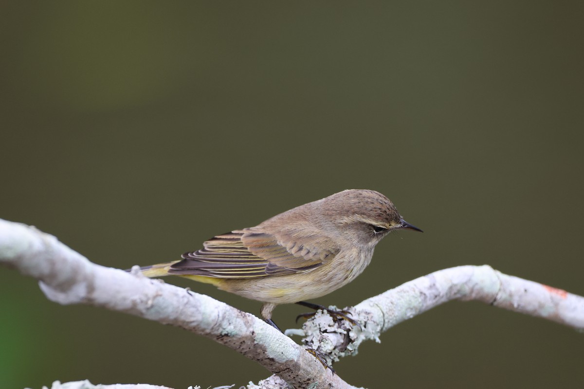 Palm Warbler (Yellow) - ML642846793