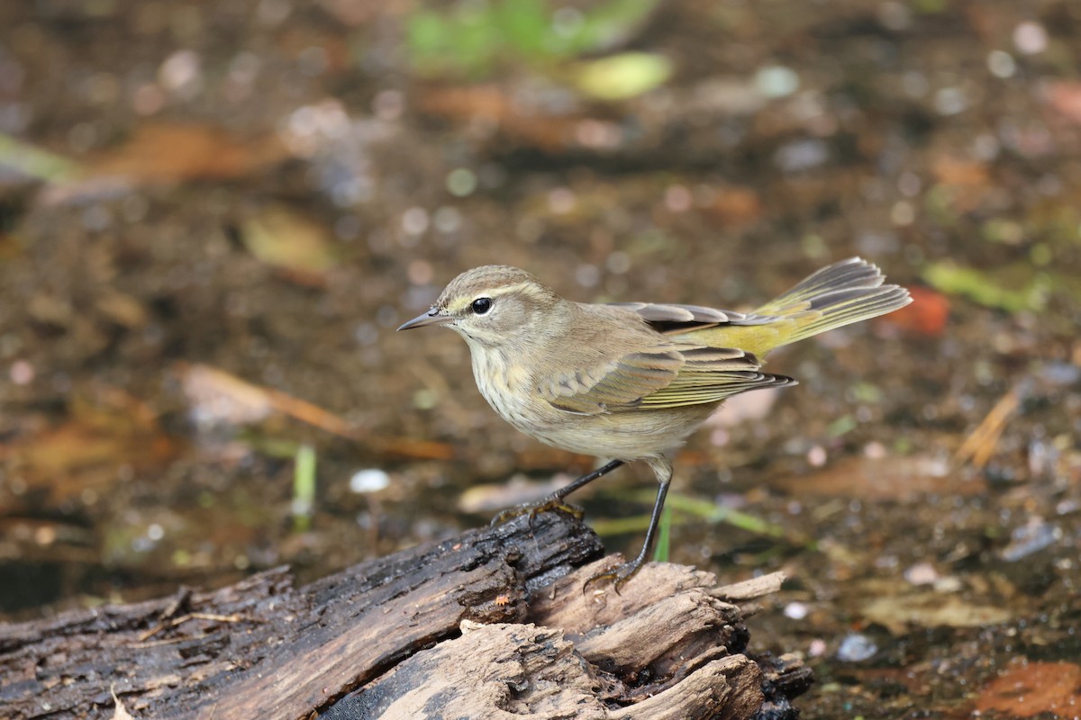 Palm Warbler (Yellow) - ML642846794