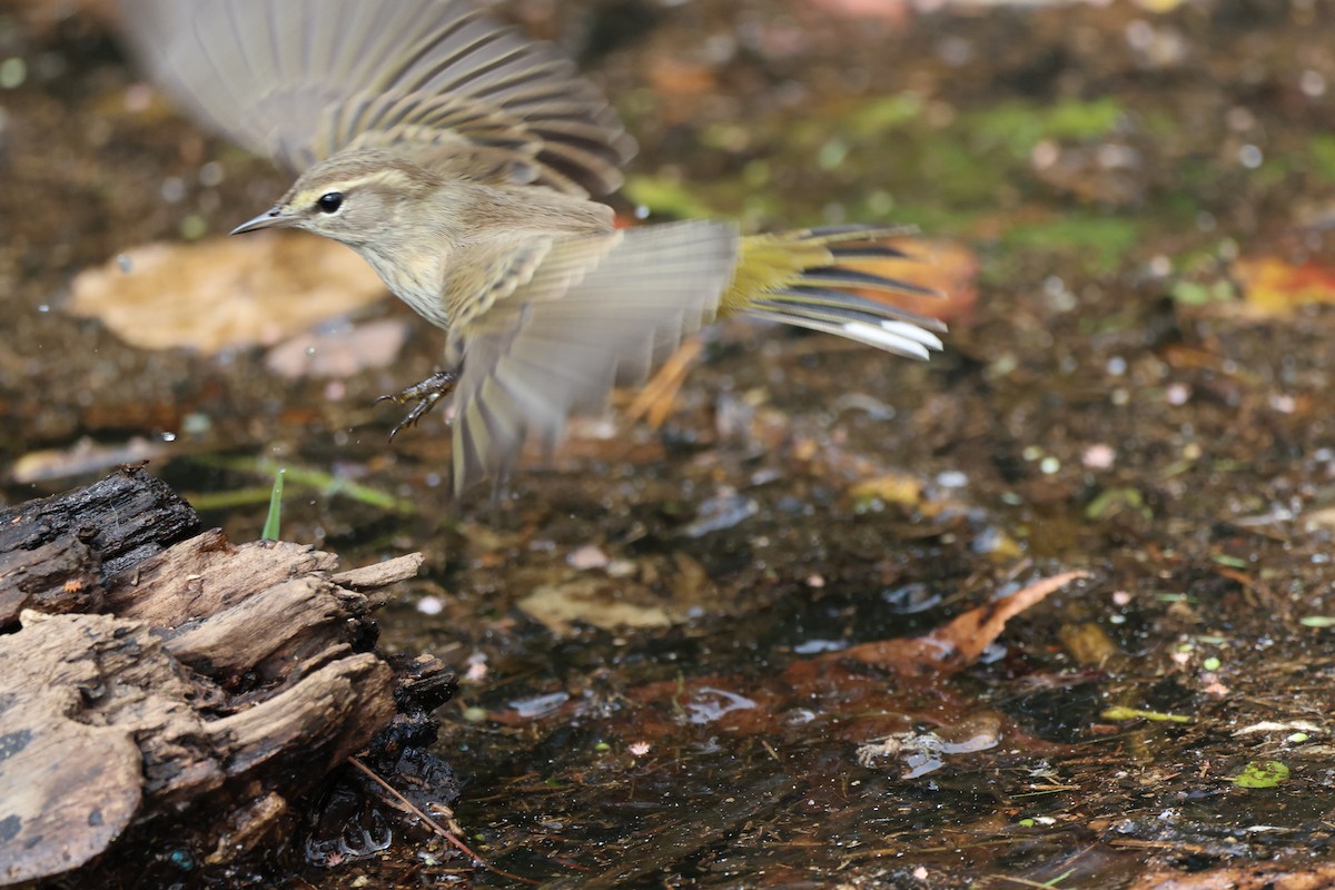 Palm Warbler (Yellow) - ML642846795