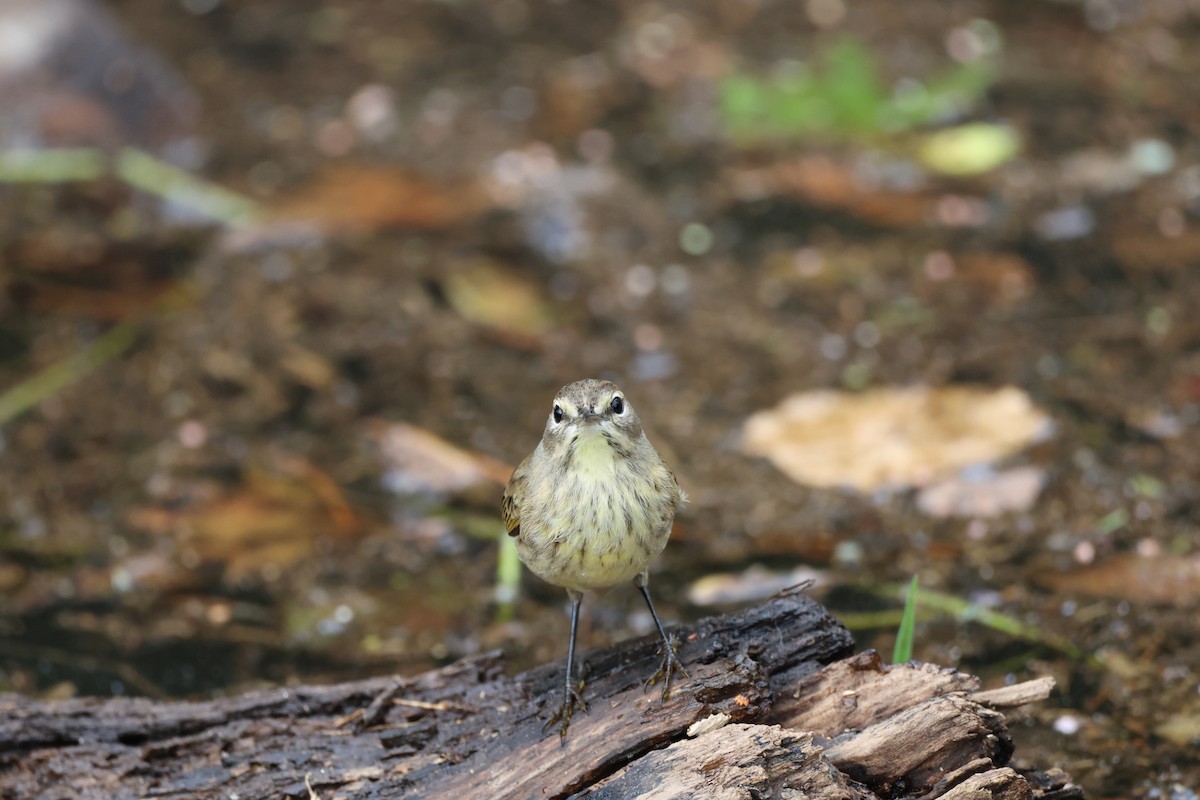 Palm Warbler (Yellow) - ML642846796
