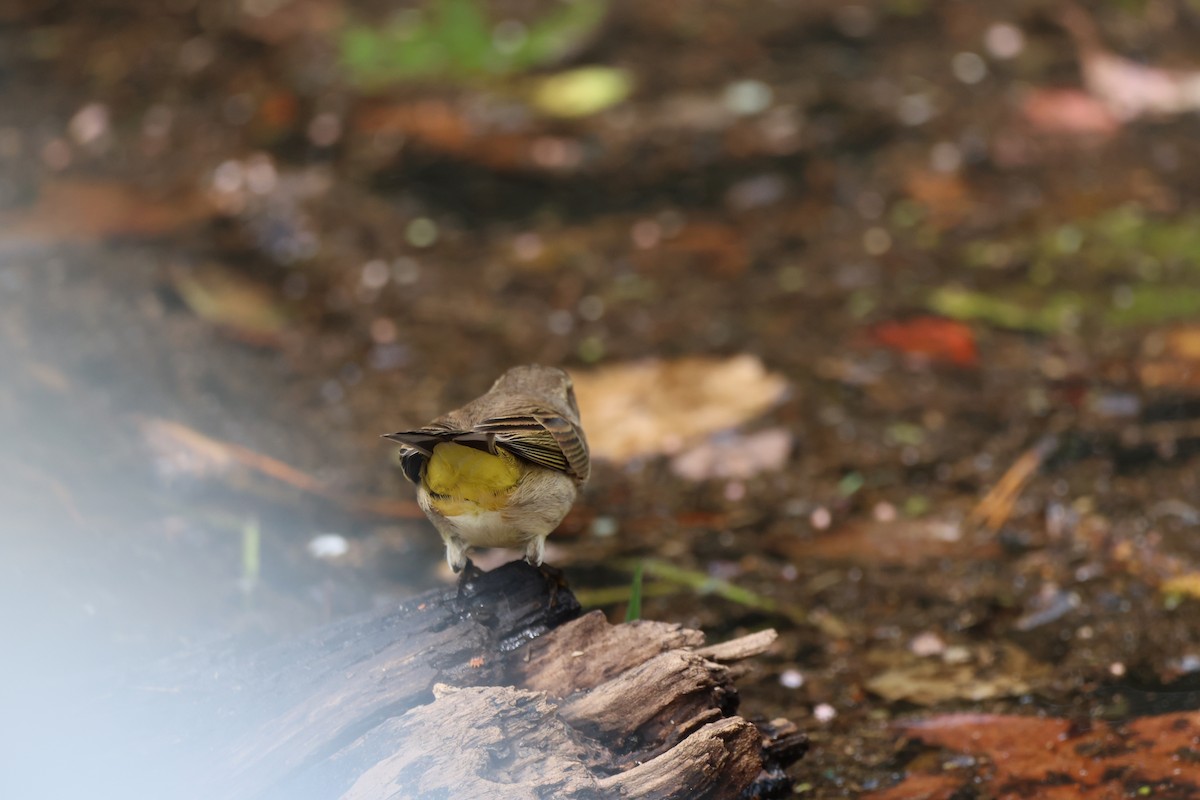 Palm Warbler (Yellow) - ML642846797
