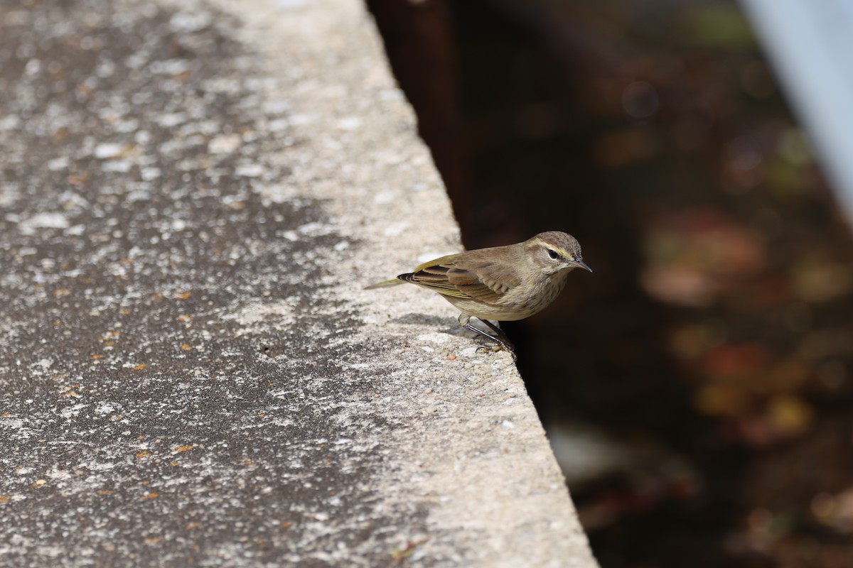 Palm Warbler (Yellow) - ML642846798