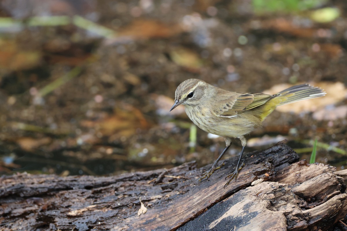 Palm Warbler (Yellow) - ML642846800
