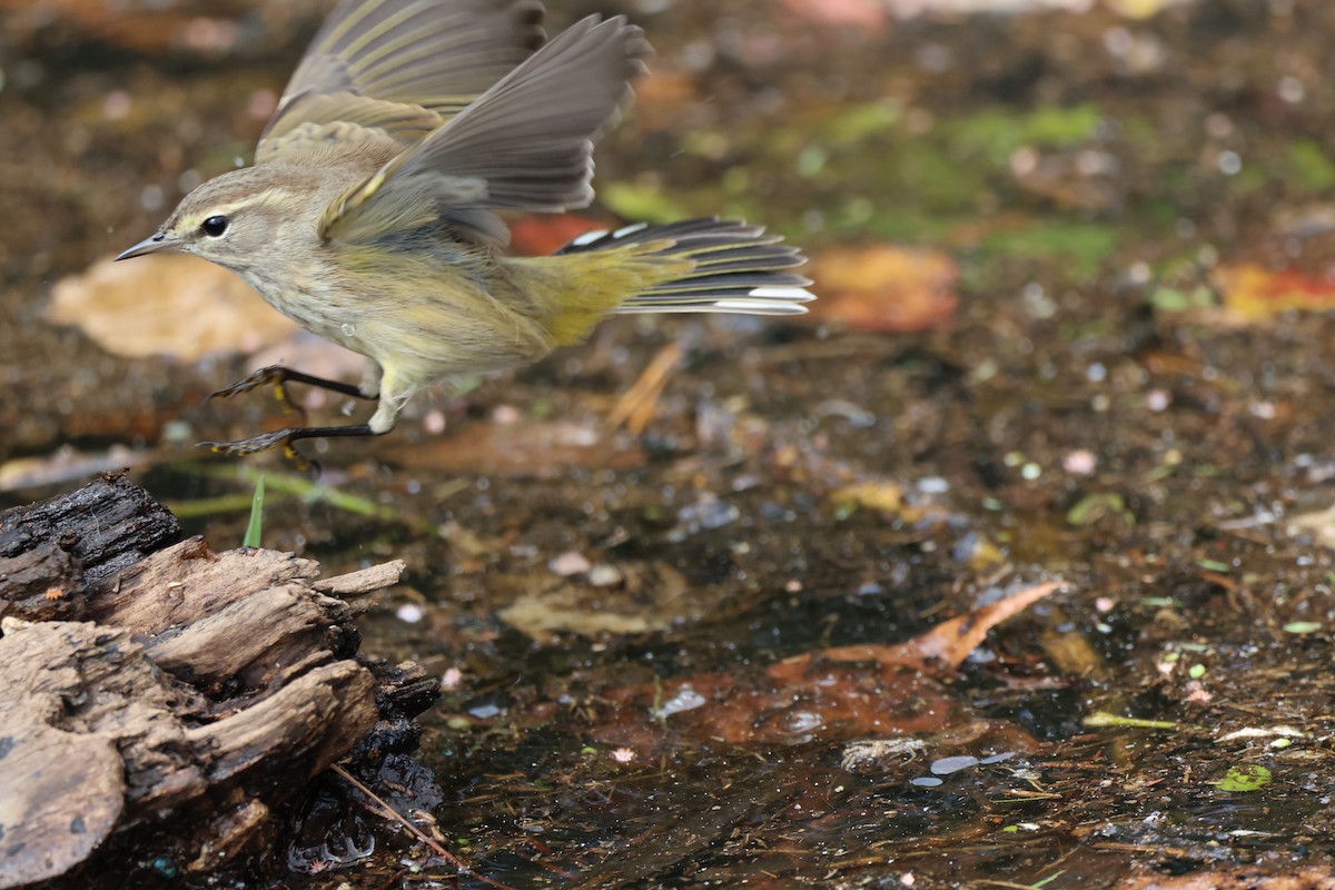 Palm Warbler (Yellow) - ML642846801