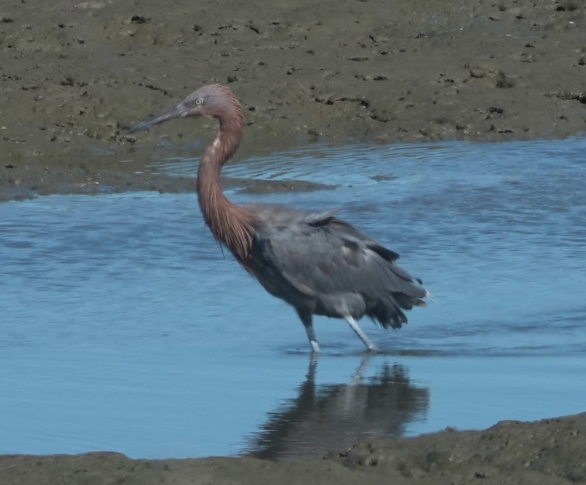 Reddish Egret - ML642846803