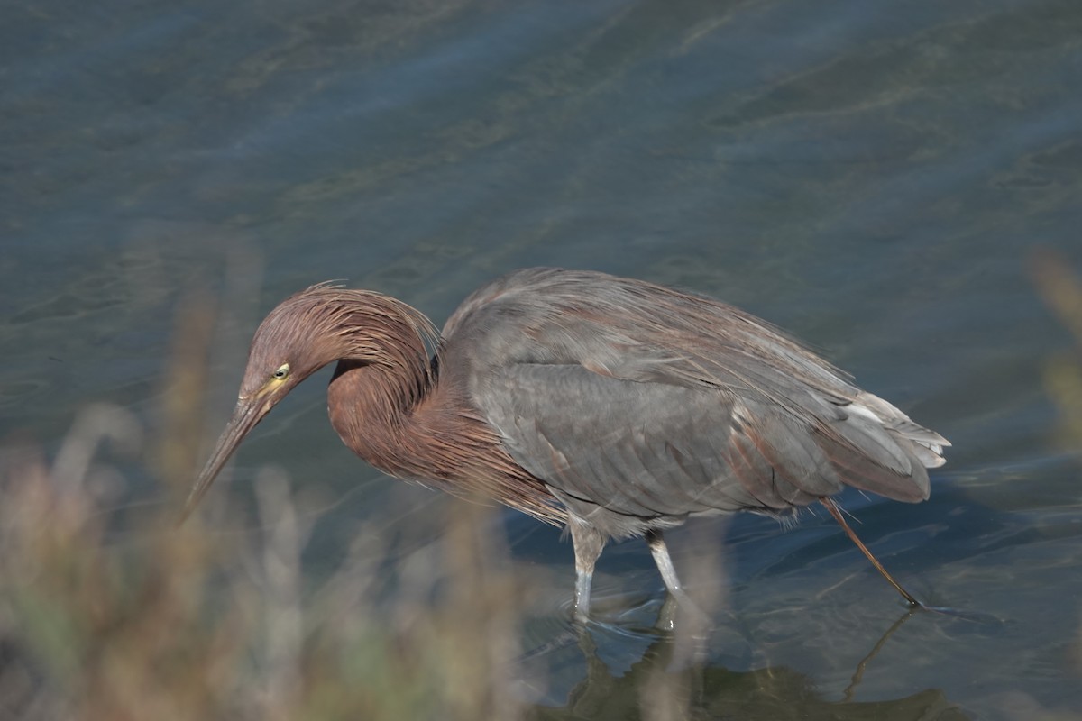 Reddish Egret - ML642846804