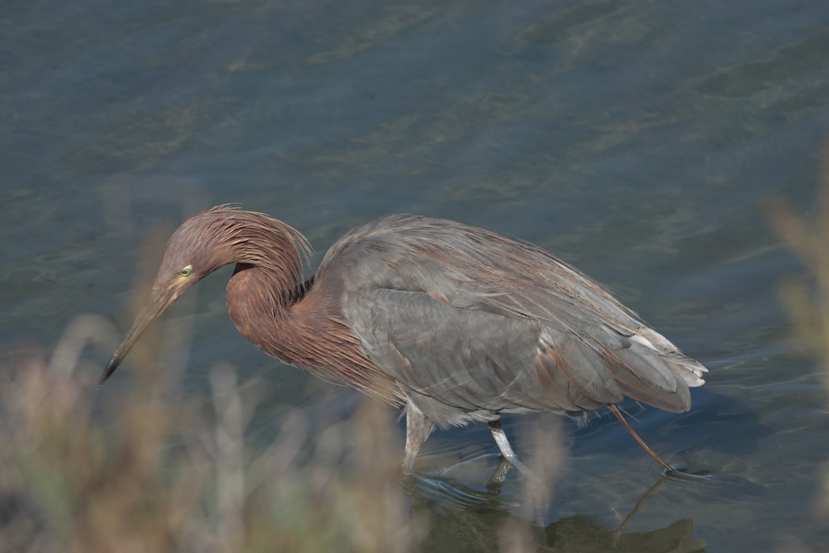 Reddish Egret - ML642846806