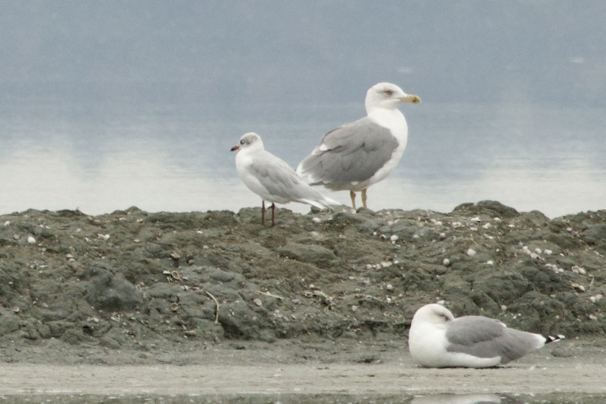 Yellow-legged Gull - ML642846809