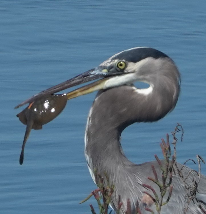 Great Blue Heron - ML642846816