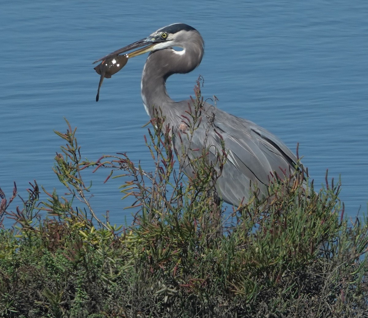 Great Blue Heron - ML642846817