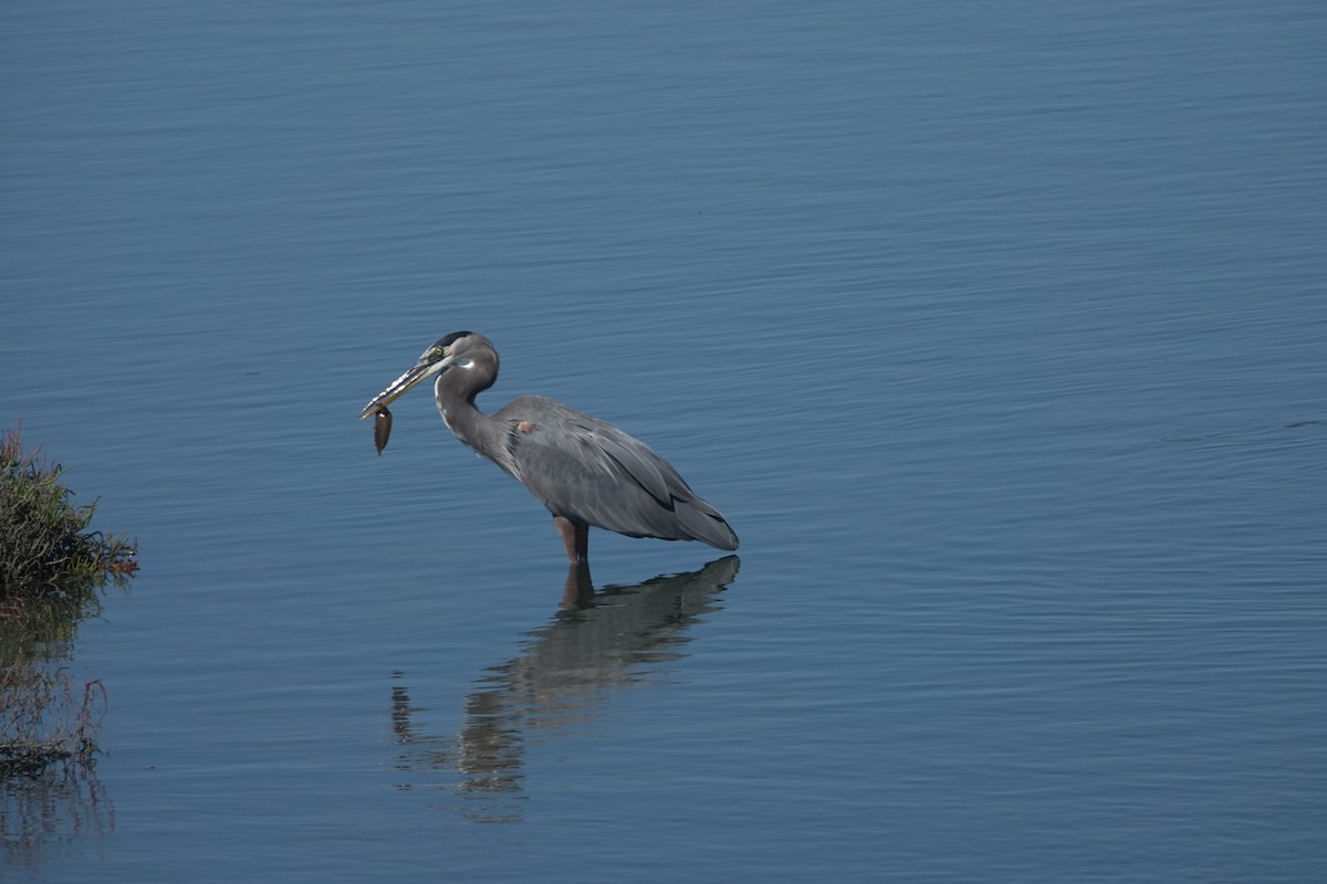 Great Blue Heron - ML642846819