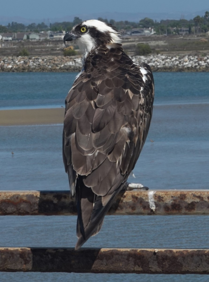 Osprey - ML642846822