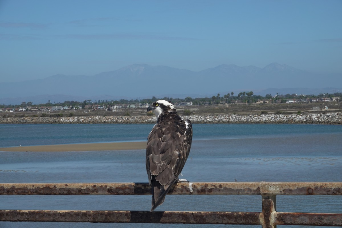 Osprey - ML642846823