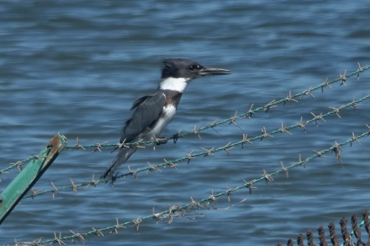 Belted Kingfisher - ML642846828
