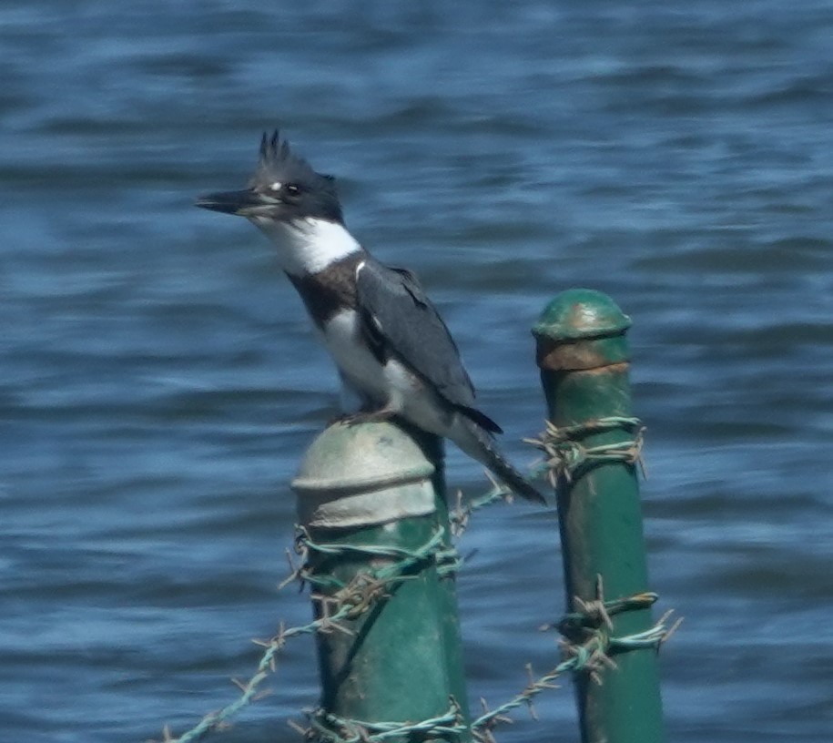 Belted Kingfisher - ML642846829