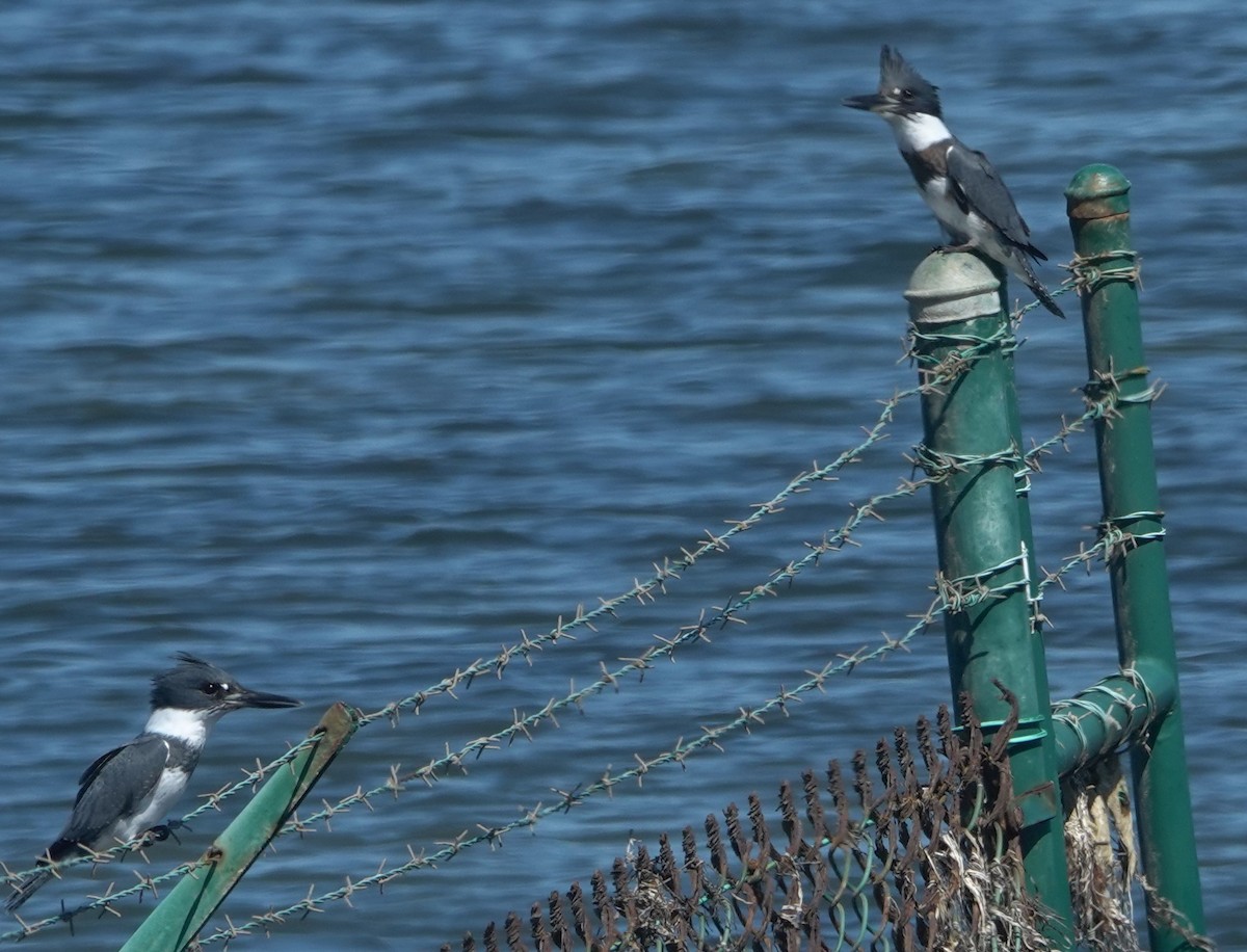 Belted Kingfisher - ML642846830
