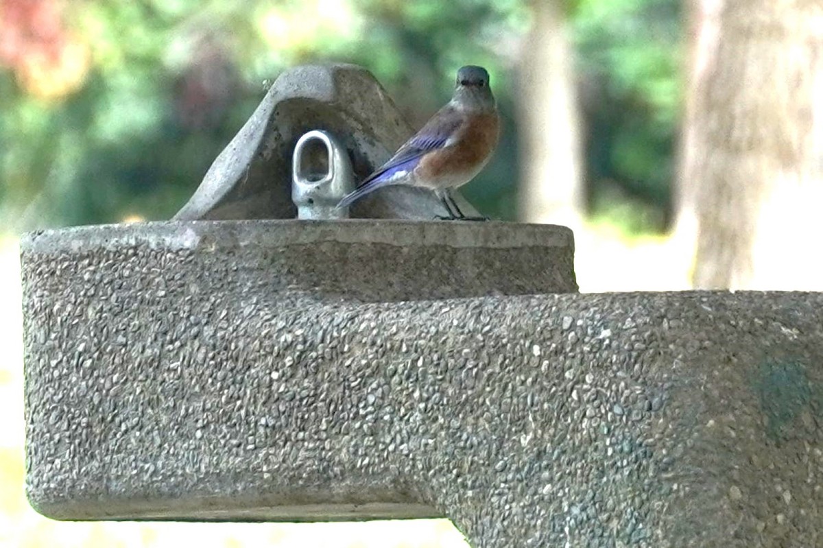 Western Bluebird - ML642846848