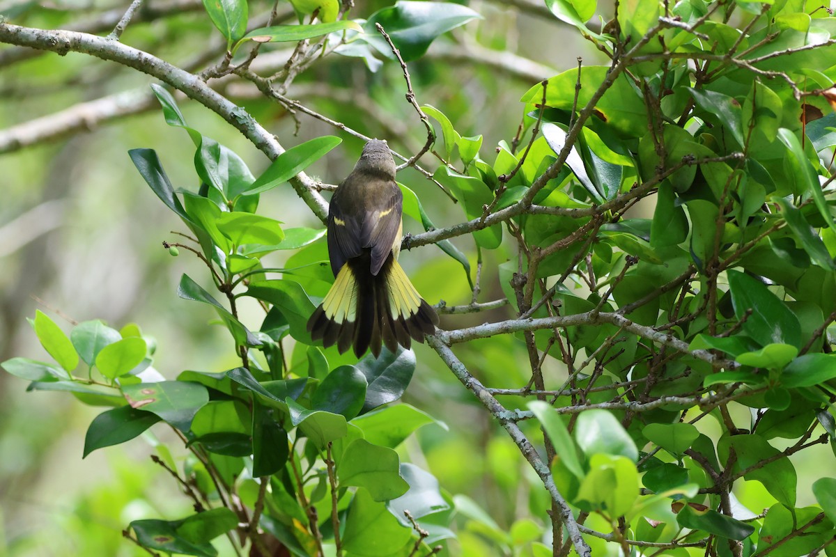 American Redstart - ML642846849