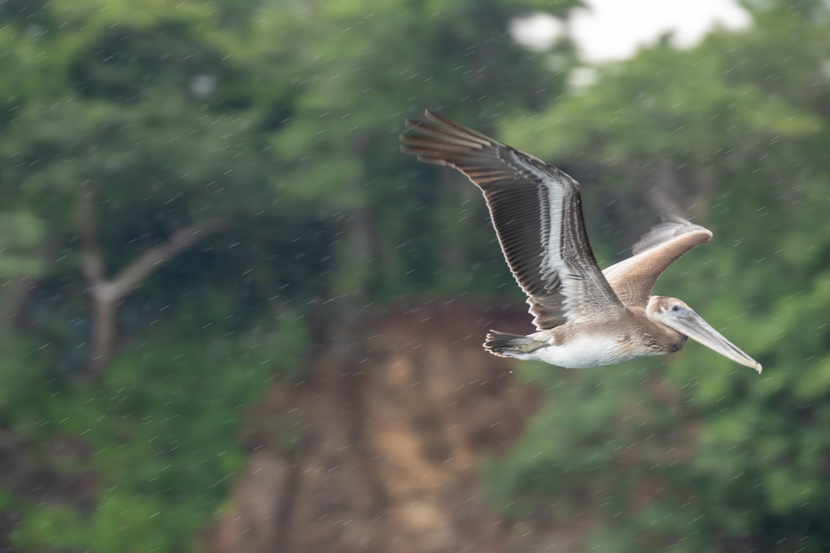 Brown Pelican - ML642846850