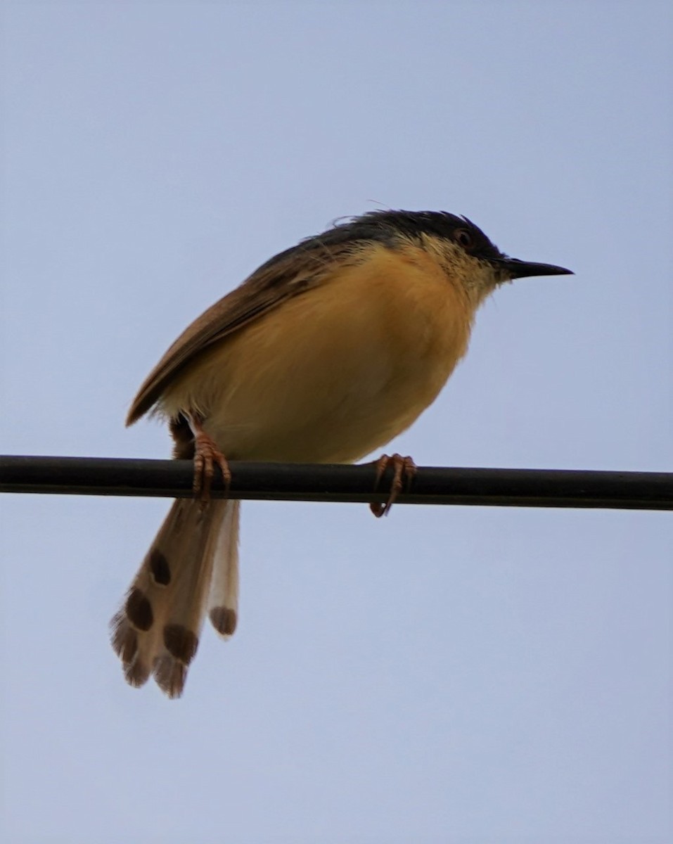 Ashy Prinia - ML642846851