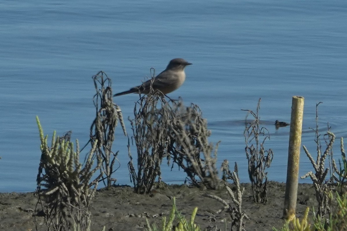 Say's Phoebe - ML642846852