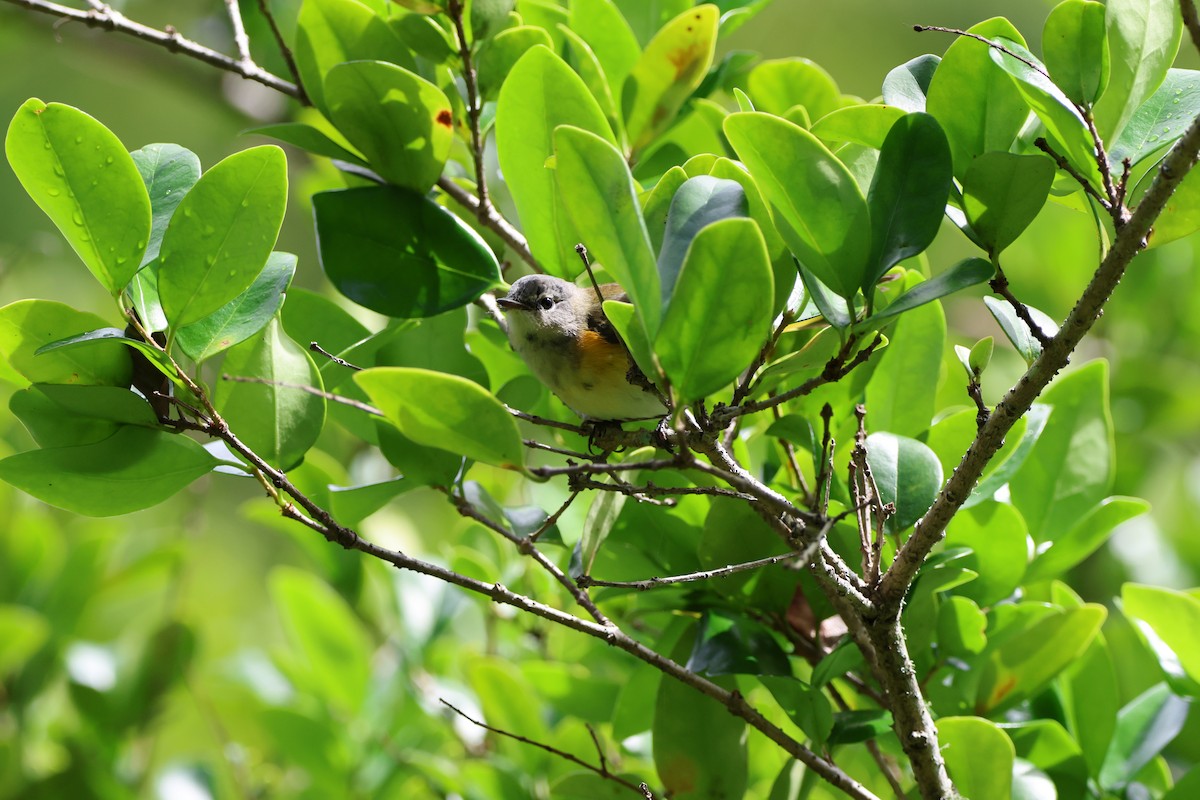 American Redstart - ML642846857