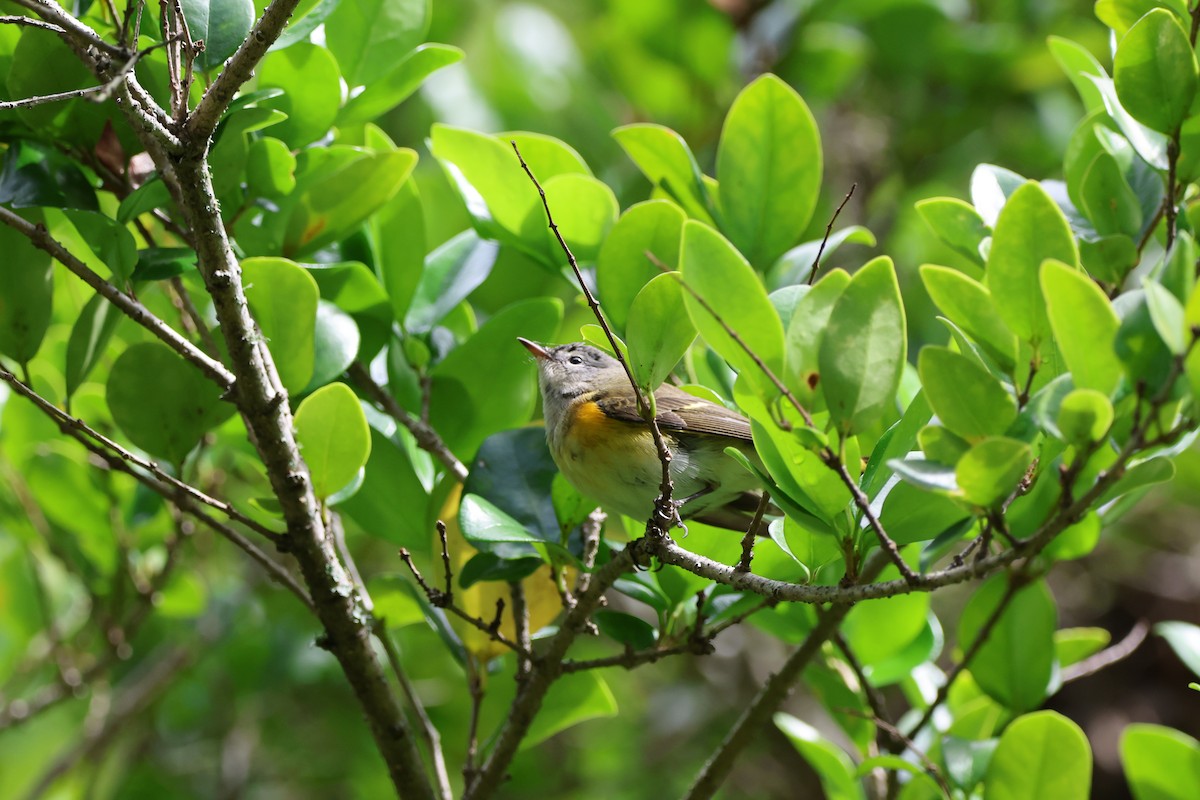 American Redstart - ML642846858